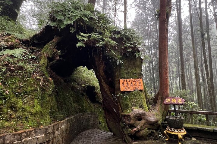Alishan Join-in Day Tour from Kaohsiung (Incl. Park Entrance)