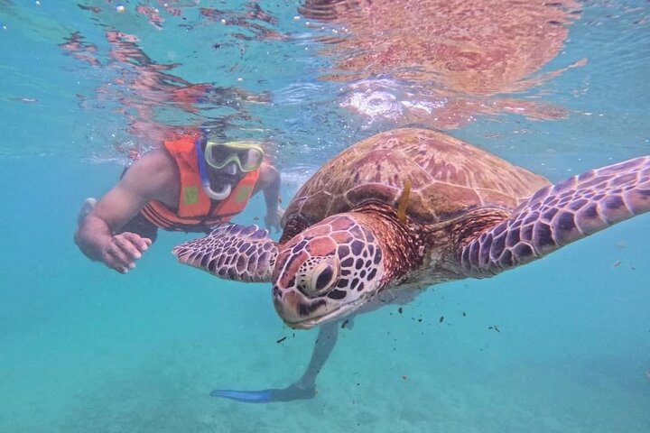 Mirissa Unforgettable Snorkeling Experience with Turtles