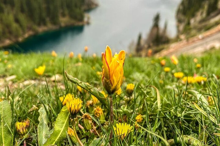 Kolsai, Kaindy Lakes and Charyn Canyon Small Group Tour