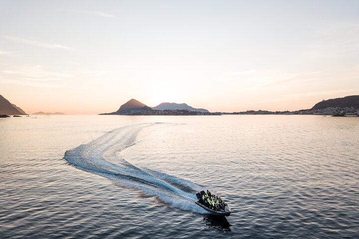 Wildlife Sea Safari in Alesund