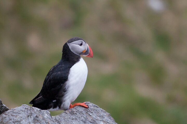 Wildlife Sea Safari in Alesund