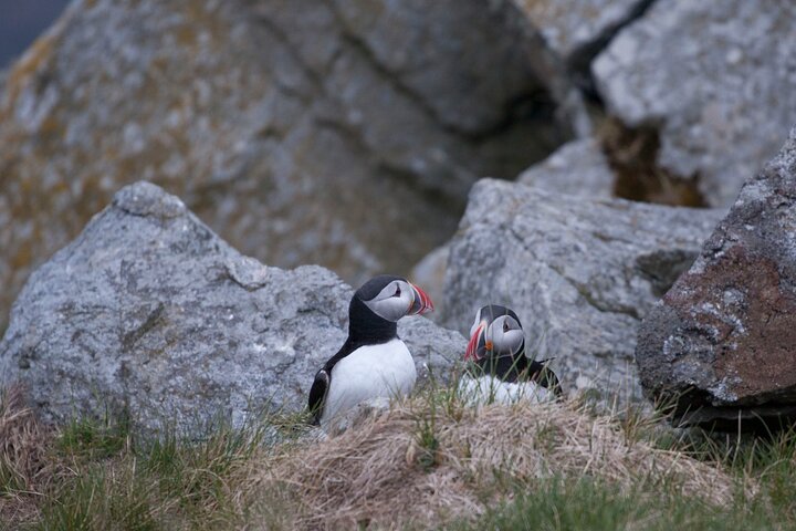 Wildlife Sea Safari in Alesund