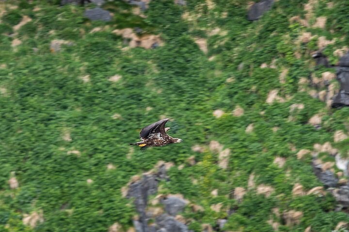 Wildlife Sea Safari in Alesund