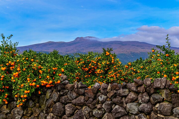 Full-day Customizable Private Jeju Island Tour