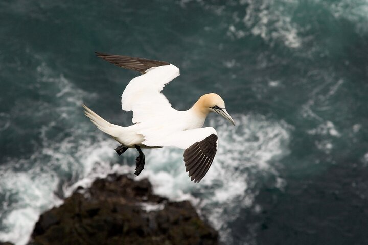 Mykines Private Hike and Tour Adventure