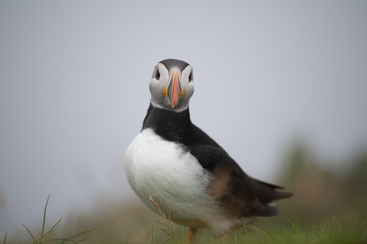 Mykines Private Hike and Tour Adventure