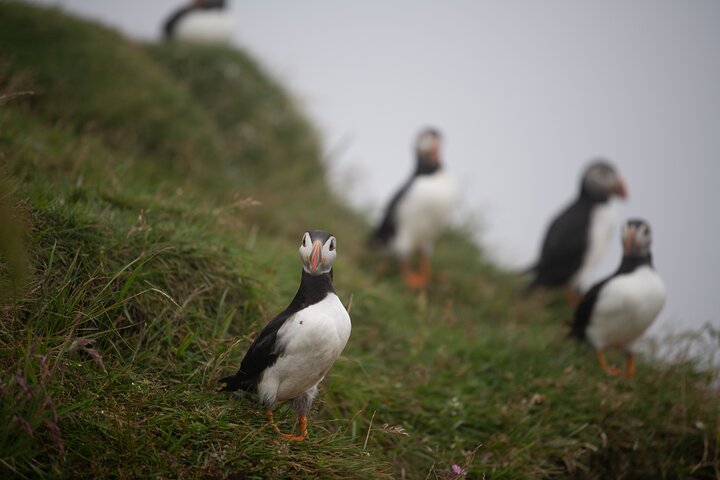 Mykines Private Hike and Tour Adventure