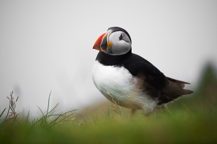 Mykines Private Hike and Tour Adventure