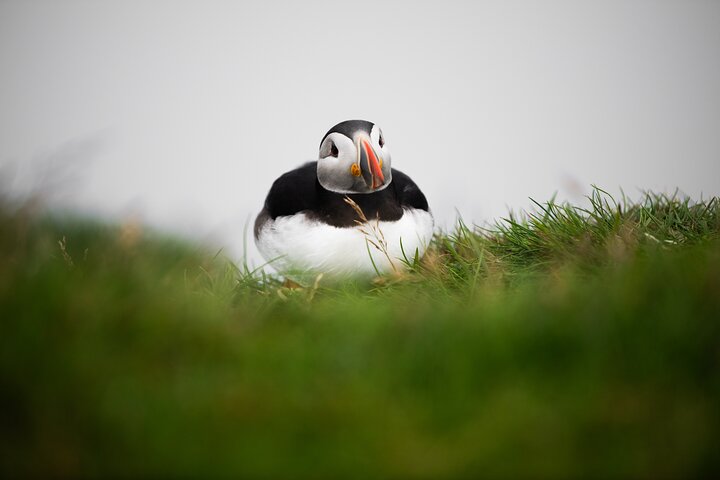 Mykines Private Hike and Tour Adventure