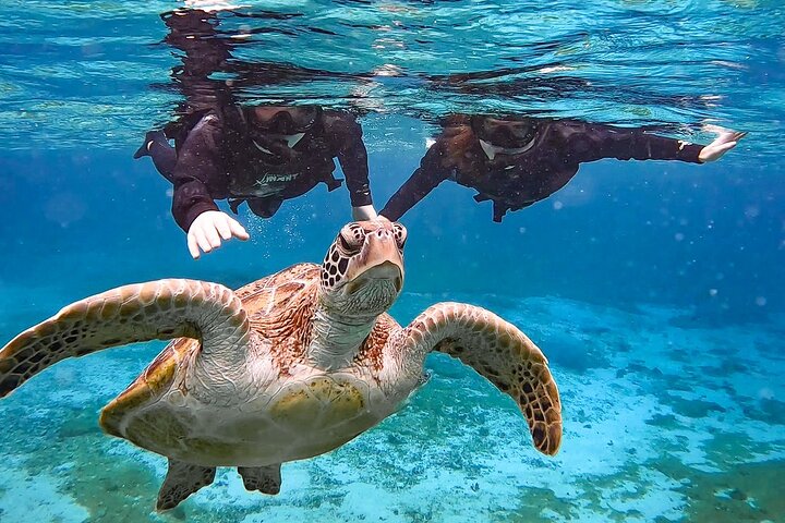 Okinawa Miyako Sea turtle Snorkeling Free Pick up and Drop off