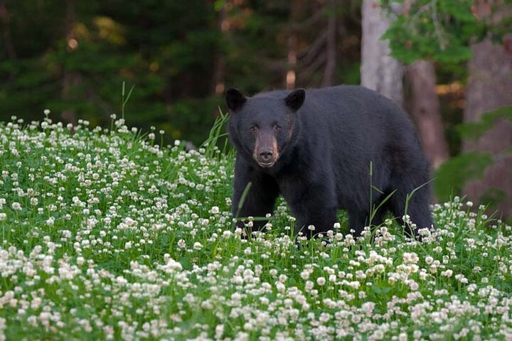 Whistler Morning With The Bears Land Rover Scenic Tour