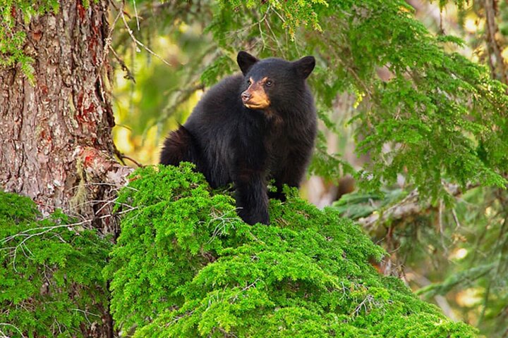 Whistler Morning With The Bears Land Rover Scenic Tour