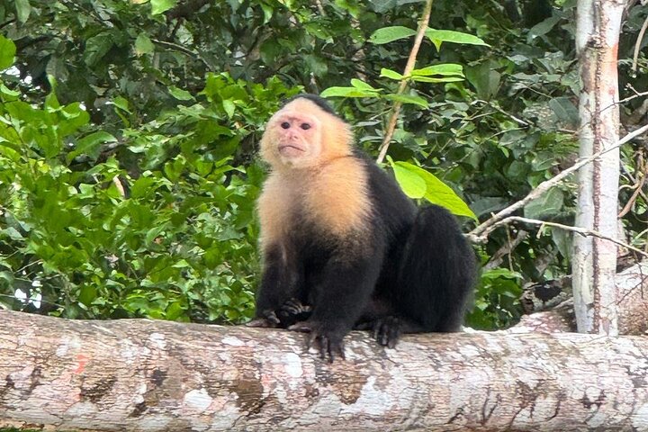Explore Panama Canal and Gatun Lake with Rainforest Jungle Walk