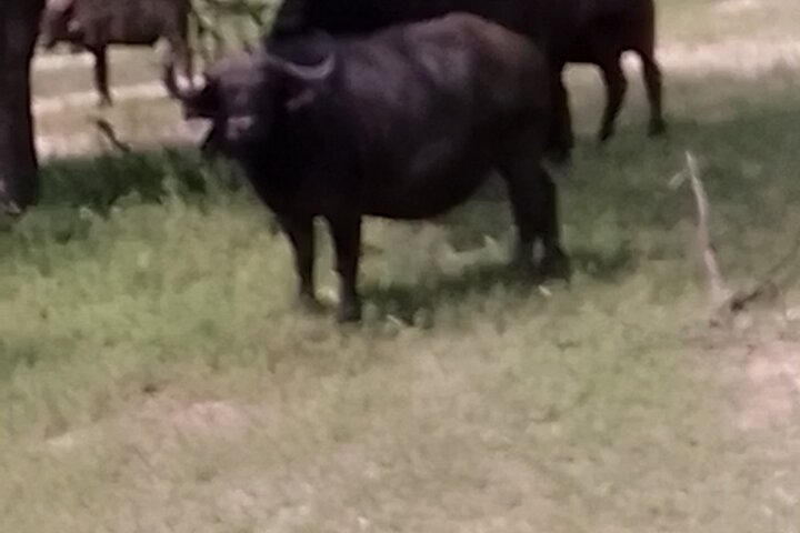 Rhino Walk Safari