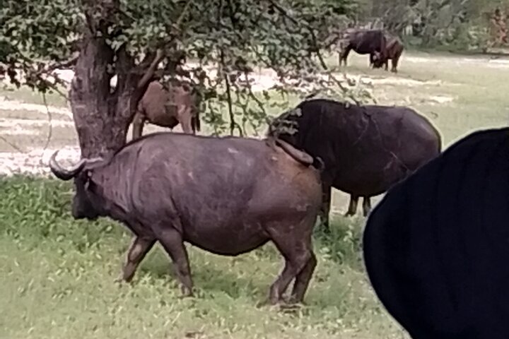 Rhino Walk Safari