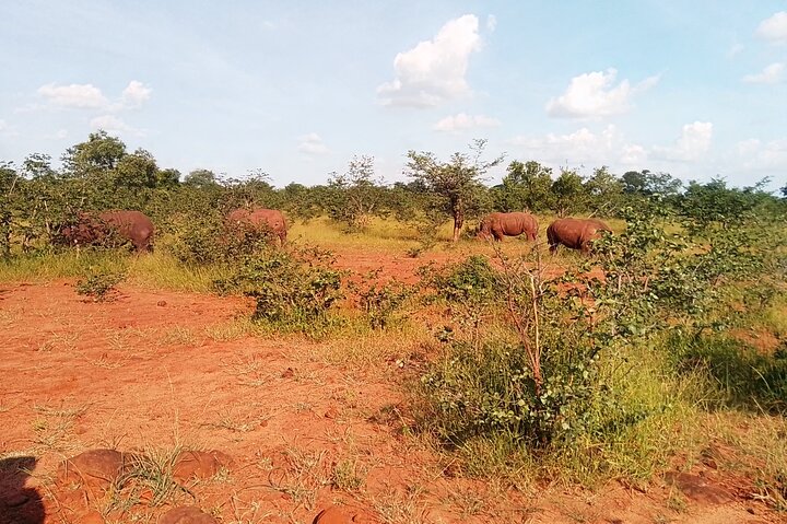Rhino Walk Safari