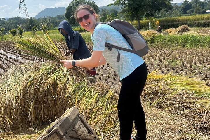 Active Volcano, Rice Field, Hot Spring, Fruit market, Tea Plantation with Lunch