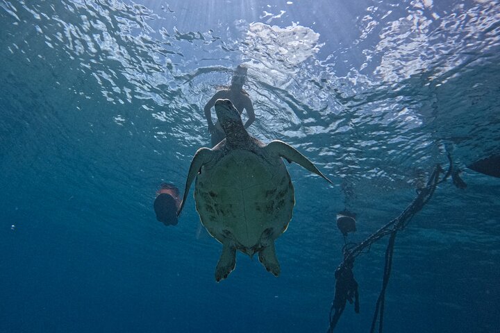 Curaçao Seabob in Playa Piskado Adventure with Sea Turtles