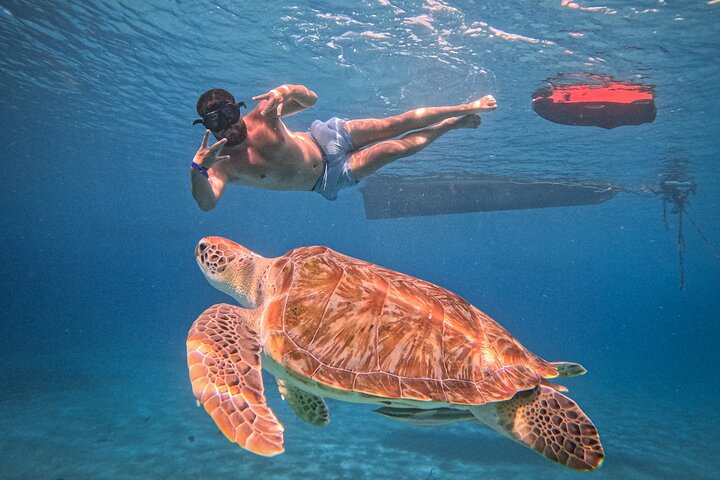 Curaçao Seabob in Playa Piskado Adventure with Sea Turtles