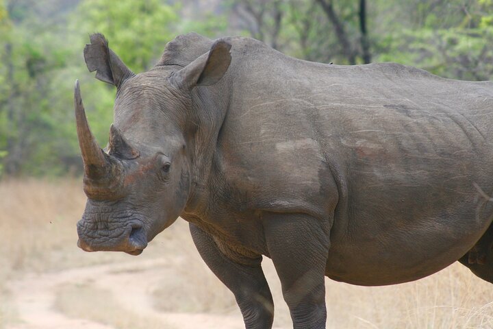 Half Day Rhino Tracking and White Rhino Cave Tour