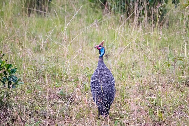 1 Day Akagera National Park Safari experience