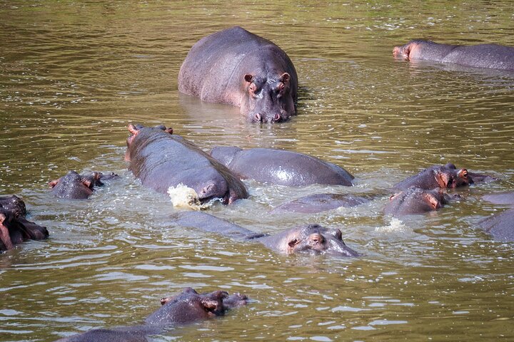 1 Day Akagera National Park Safari experience