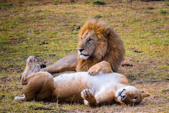 1 Day Akagera National Park Safari experience