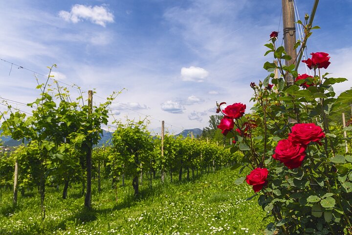 Tour and tasting in the hills of Prosecco Superiore DOCG