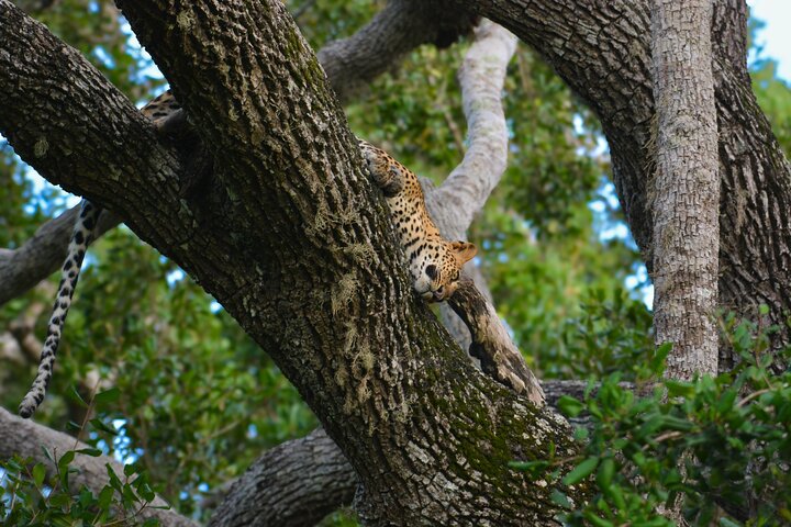 Yala National Park Safari Tours - Half Day & Full Day