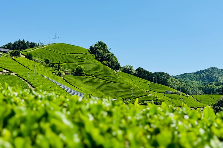 7 Hours Private Guided Tour Uji and Wazuka Matcha Farm
