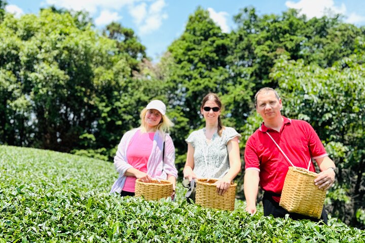 7 Hours Private Guided Tour Uji and Wazuka Matcha Farm