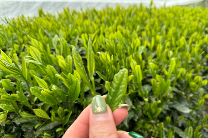 7 Hours Private Guided Tour Uji and Wazuka Matcha Farm