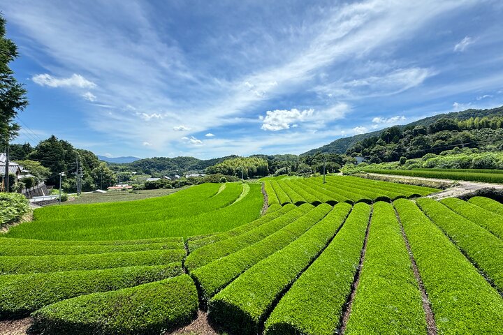 Uji and Wazuka Matcha Farm Half Day Private Guided Tour
