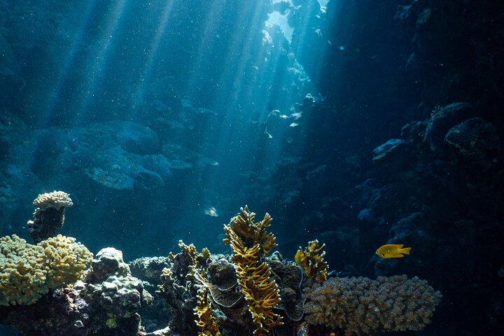 Daily Snorkeling Boat Trip in Jeddah