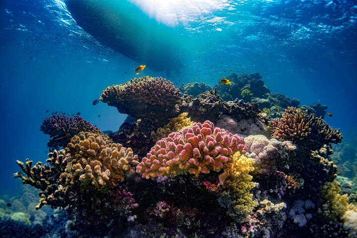Daily Snorkeling Boat Trip in Jeddah