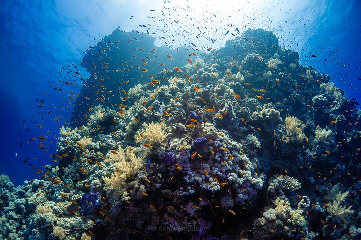 Daily Snorkeling Boat Trip in Jeddah