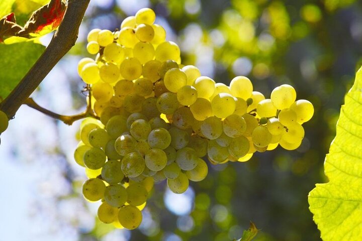 Tour and tasting in the hills of Prosecco Superiore DOCG