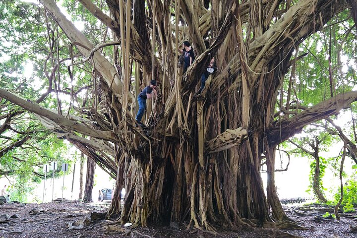 Hawaii Volcanoes, Waterfalls, Beaches & Hilo Highlights Day Tour