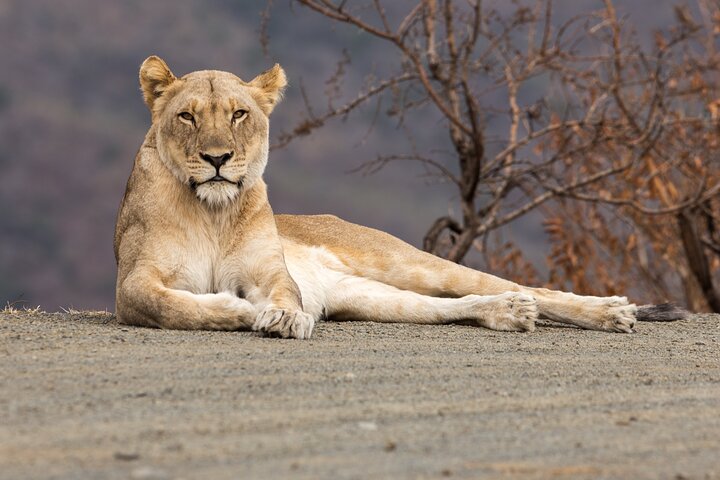 Safari Drive Hluhluwe Imfolozi Park South Africa