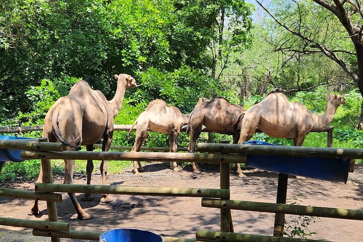 Casela Nature Park and Flic en Flac Beach Private Tour