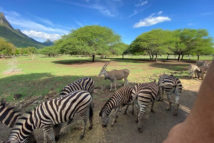 Casela Nature Park and Flic en Flac Beach Private Tour