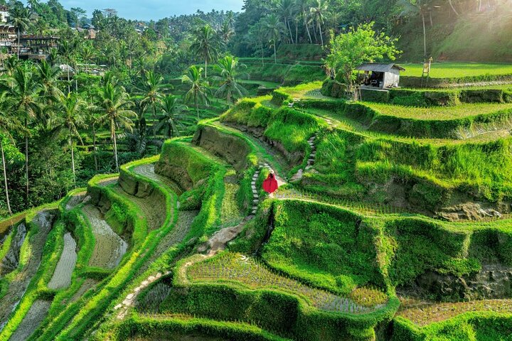 Ubud: Waterfall, Temple & Rice Terrace All-Inclusive Private Tour