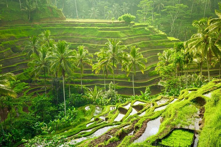 Ubud: Waterfall, Temple & Rice Terrace All-Inclusive Private Tour