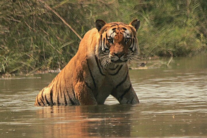 Full Day walking safari at Bardia National Park With LUNCH &GUIDE