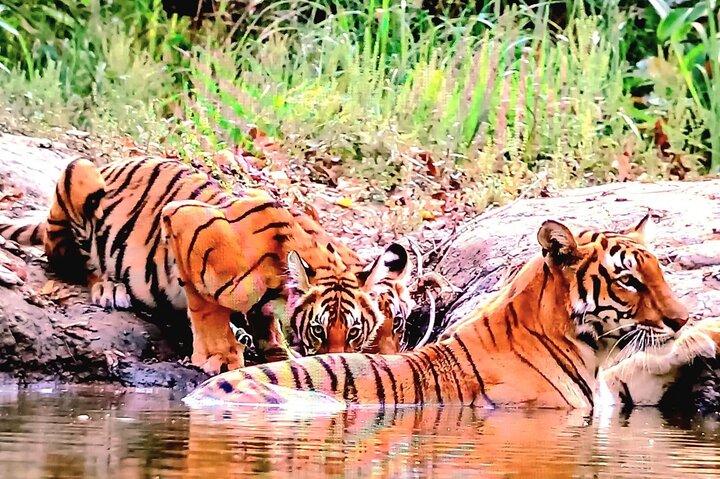 Full Day walking safari at Bardia National Park With LUNCH &GUIDE