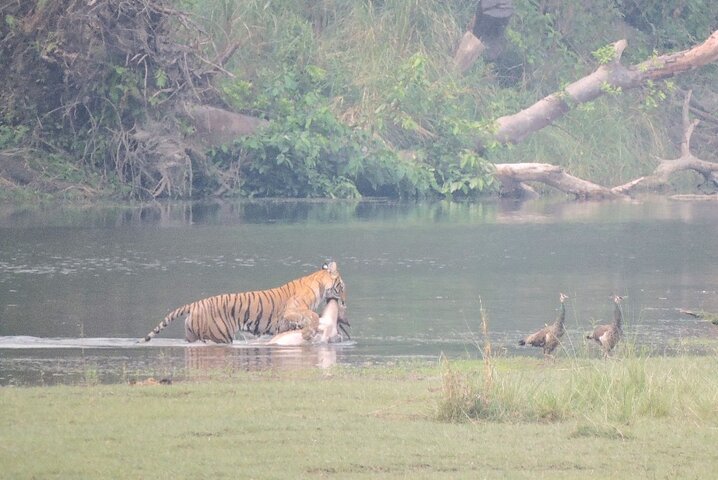 Full Day walking safari at Bardia National Park With LUNCH &GUIDE