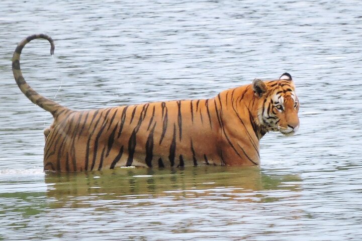 Full Day walking safari at Bardia National Park With LUNCH &GUIDE