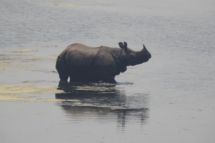 Full Day walking safari at Bardia National Park With LUNCH &GUIDE