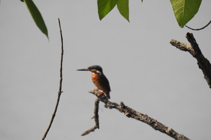Full Day walking safari at Bardia National Park With LUNCH &GUIDE