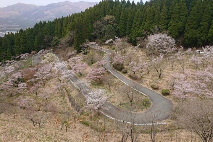 Day Tour to Miyazaki Takachiho Gorge & Shrine depart from Fukuoka